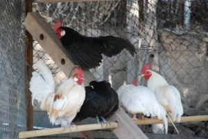 Las gallinas Seramas son un tipo de gallina enana